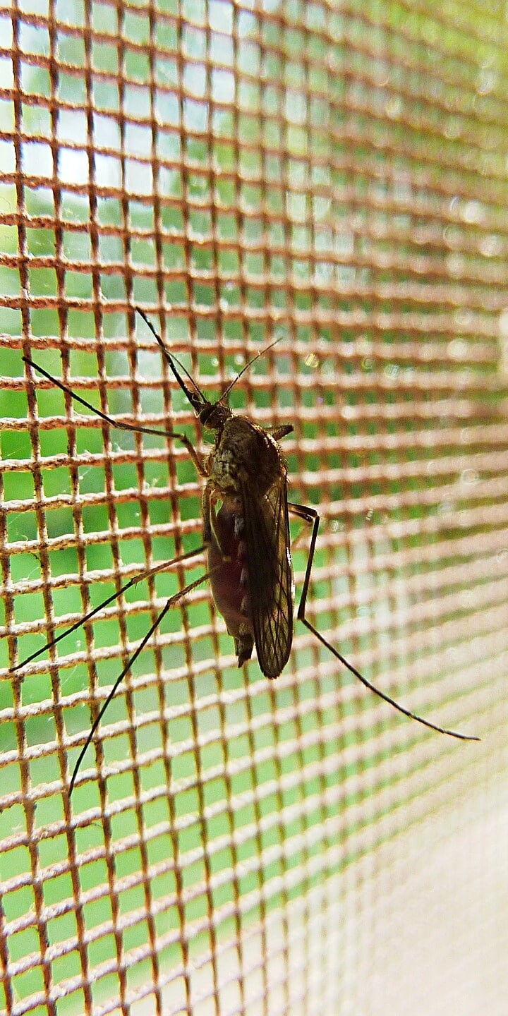 keep the mosquitos out