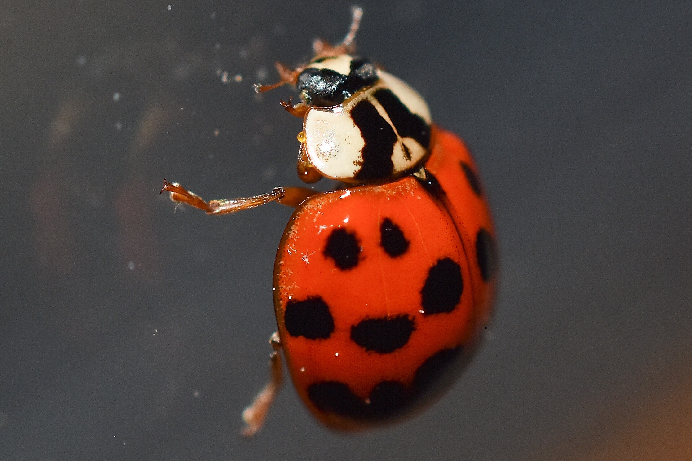 don't be fooled by the asian beetle