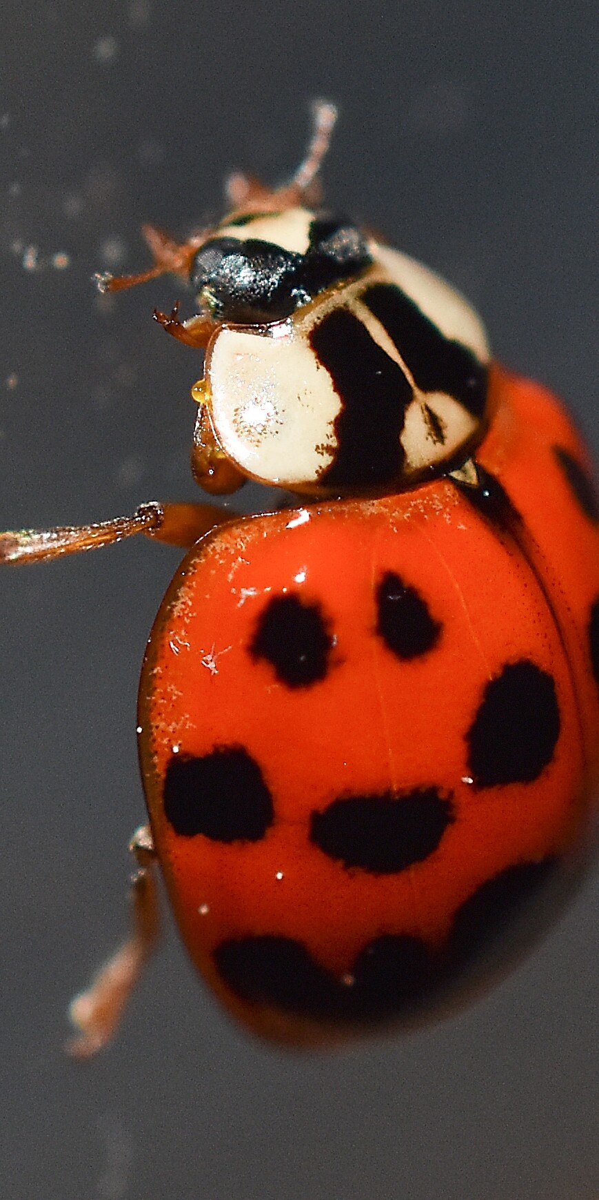 don't be fooled by the asian beetle