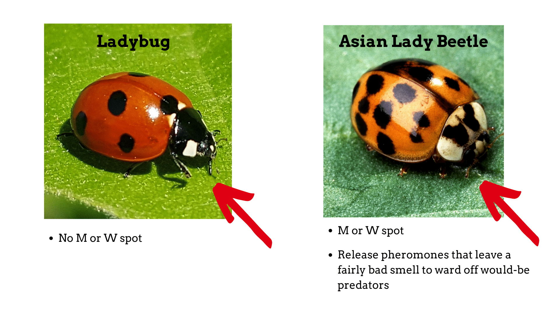 Asian Lady Beetles Are The Bad Version of Ladybugs—Here's How to Get Rid of  Them