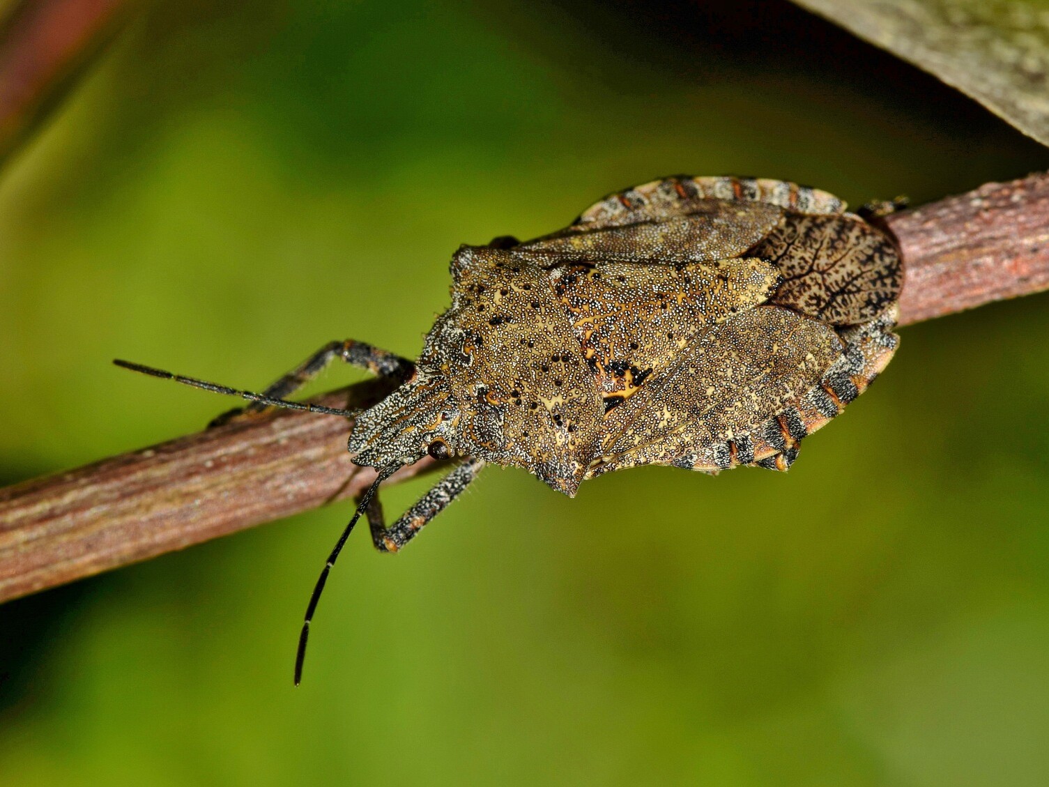 how to get rid of stinkbugs