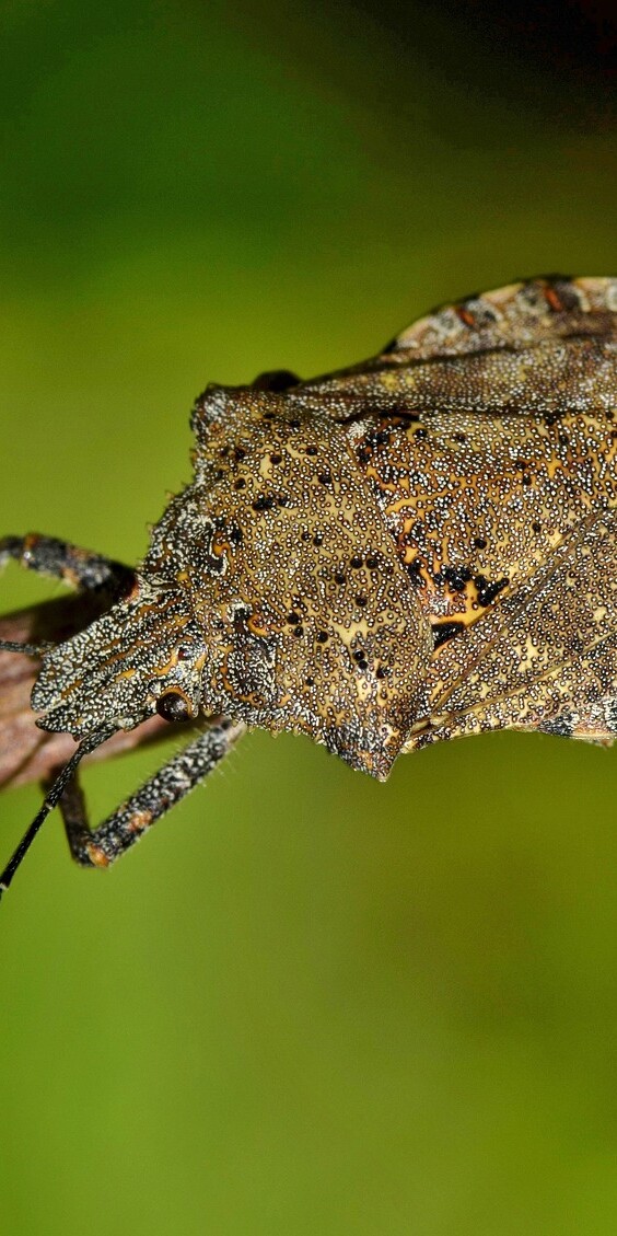 how to get rid of stinkbugs
