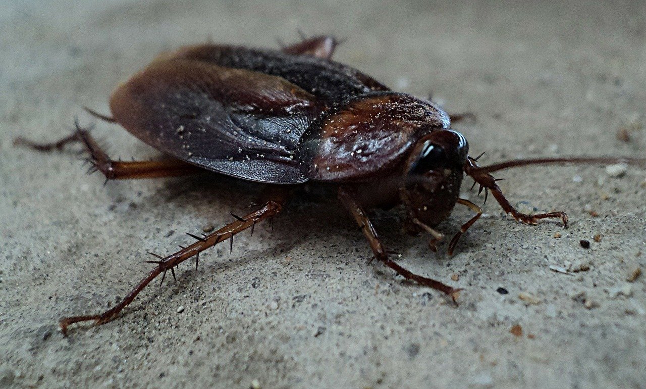 There are 4000 different cockroach species