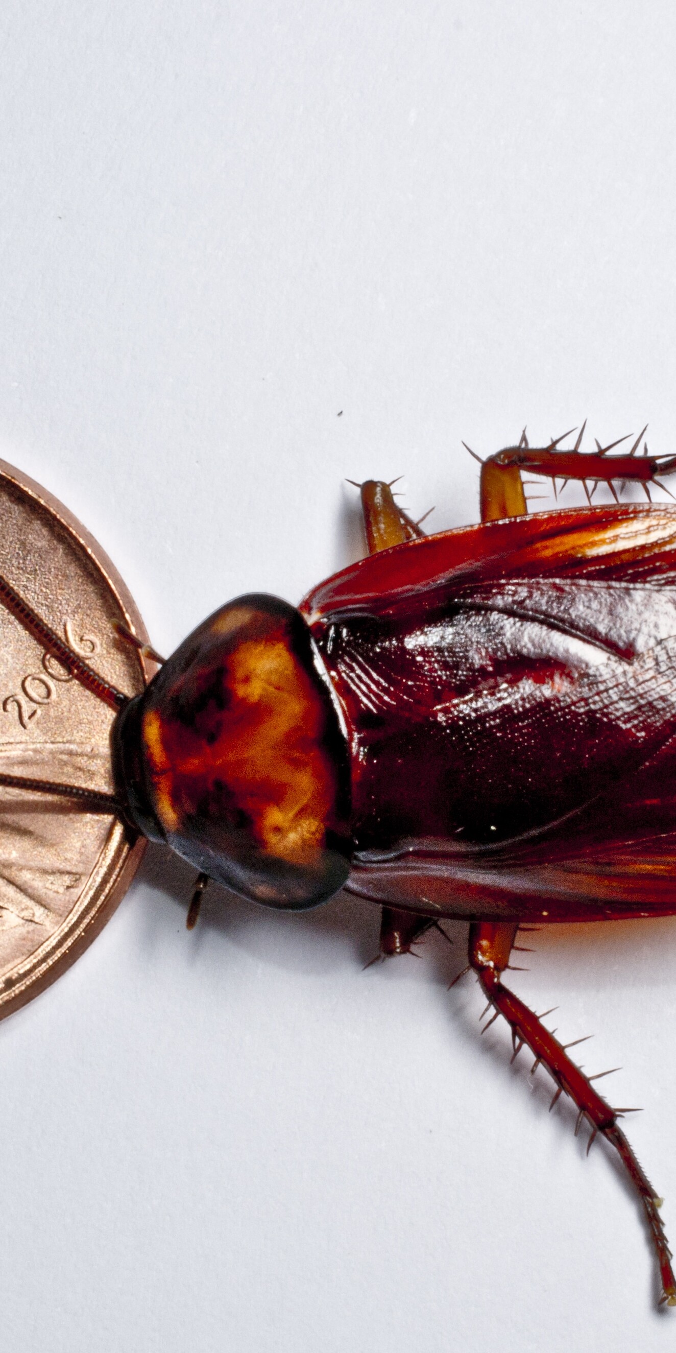 Knowing what a cockroach egg looks like is half the battle to end infestation