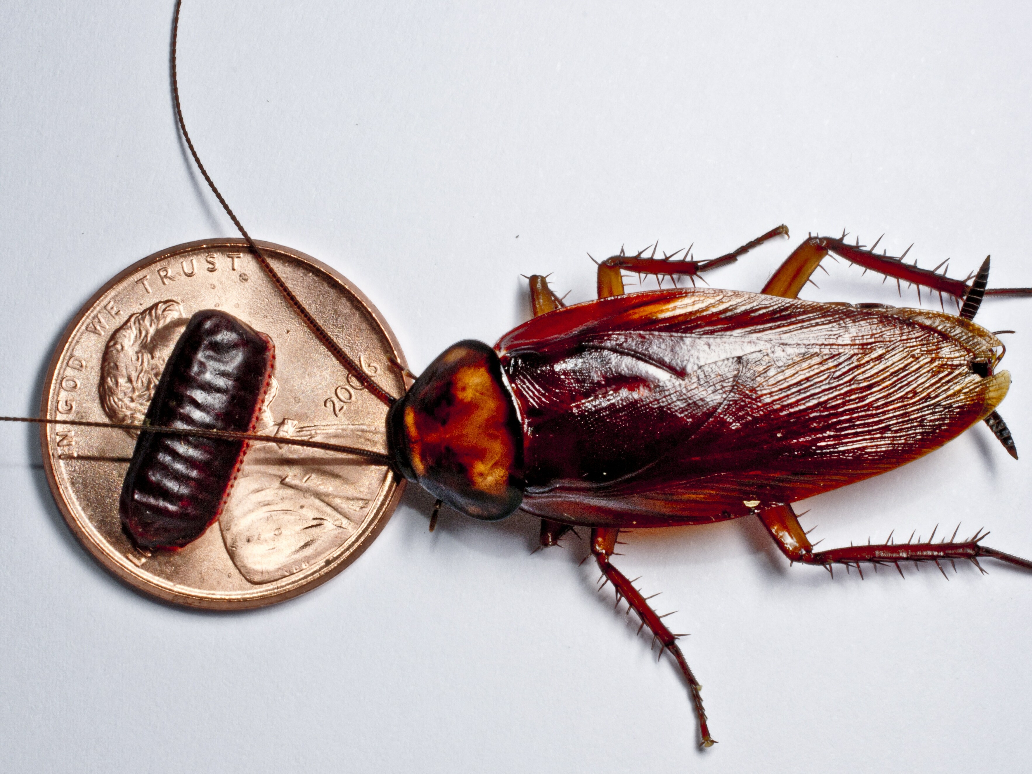 Knowing what a cockroach egg looks like is half the battle to end infestation