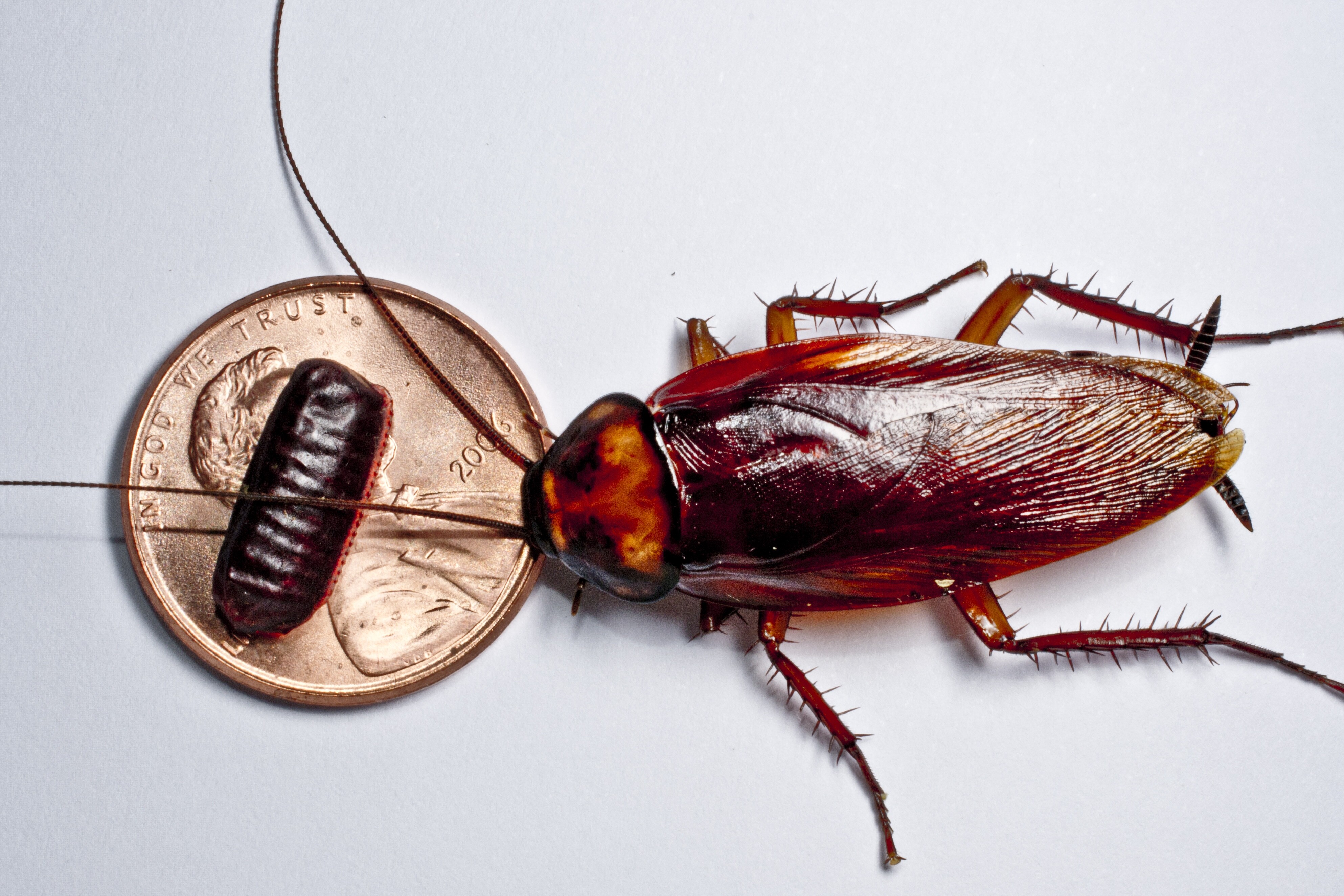 Knowing what a cockroach egg looks like is half the battle to end infestation