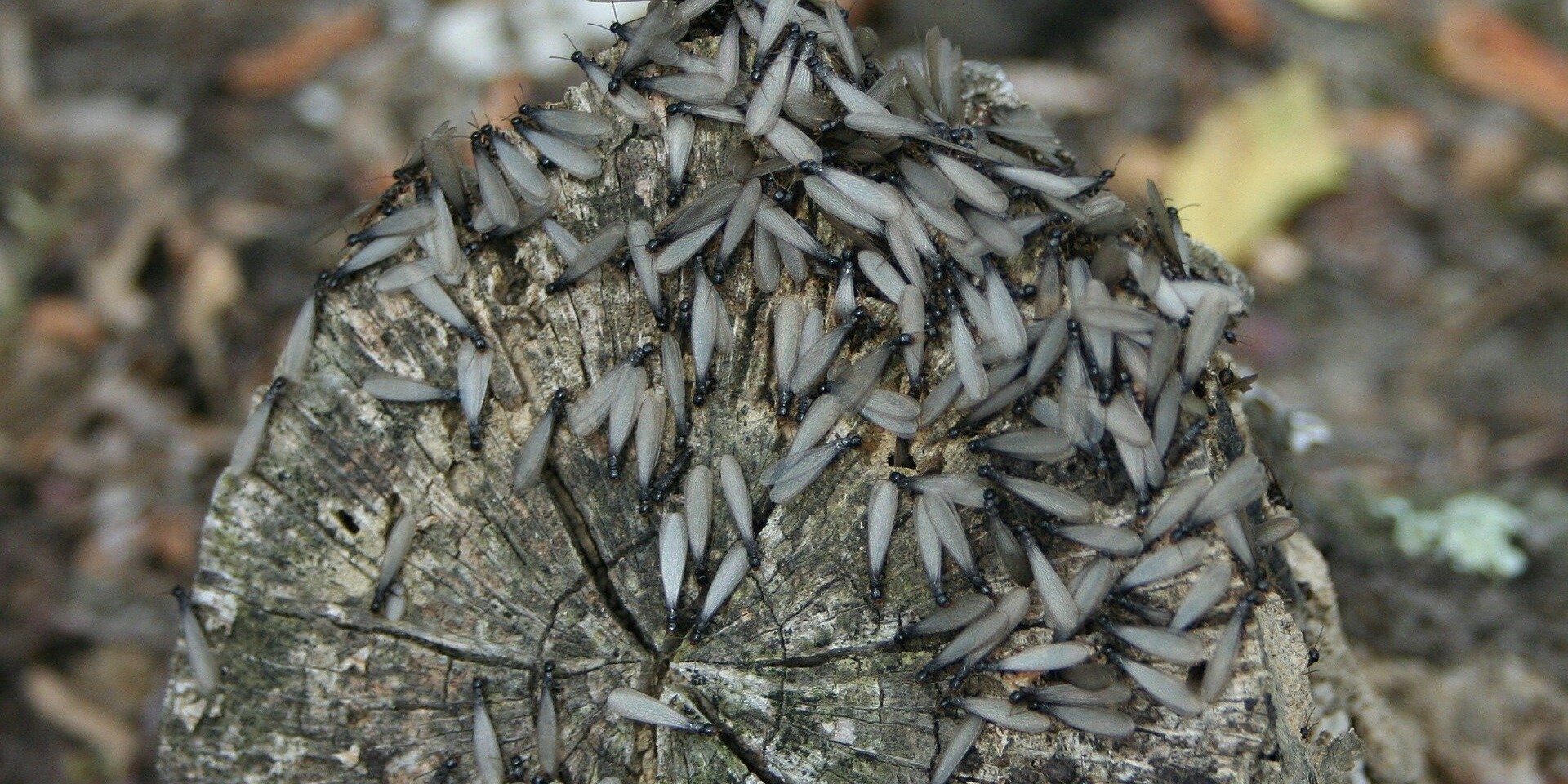 Termites can cause 5 billion dollars in damage