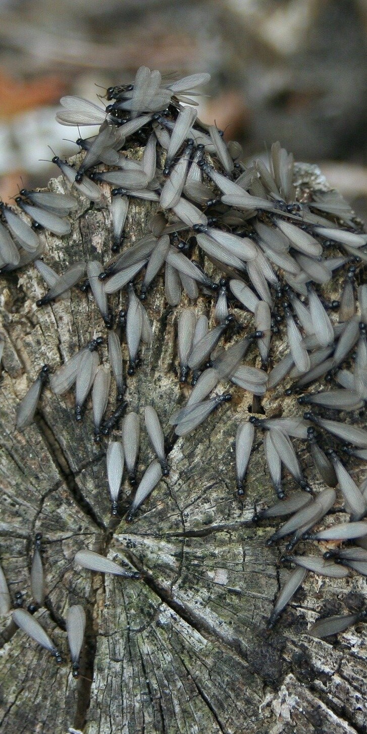 Termites can cause 5 billion dollars in damage