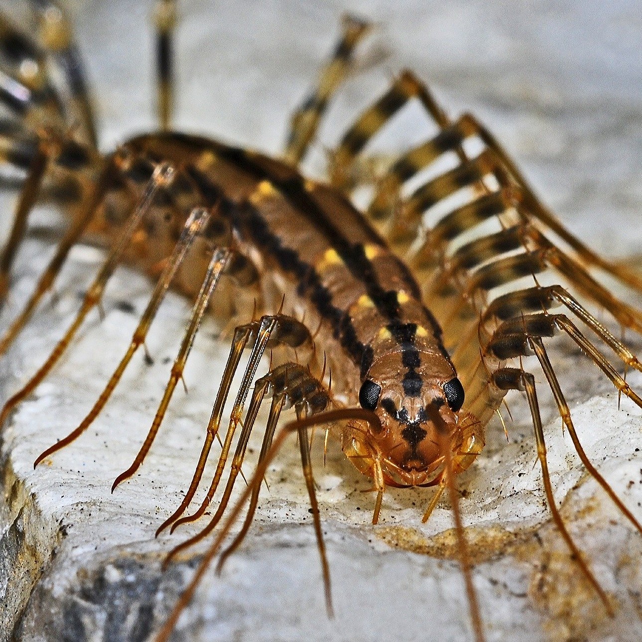 Centipedes are quick and quiet but can sting you