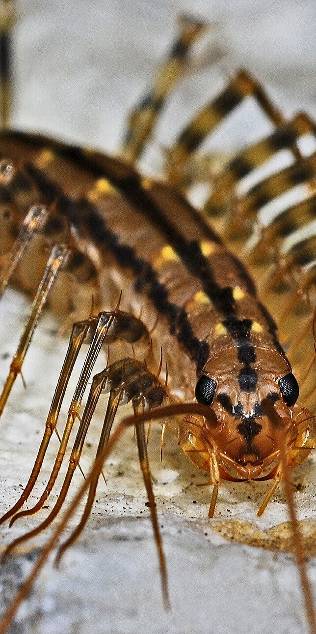 Centipedes are quick and quiet but can sting you