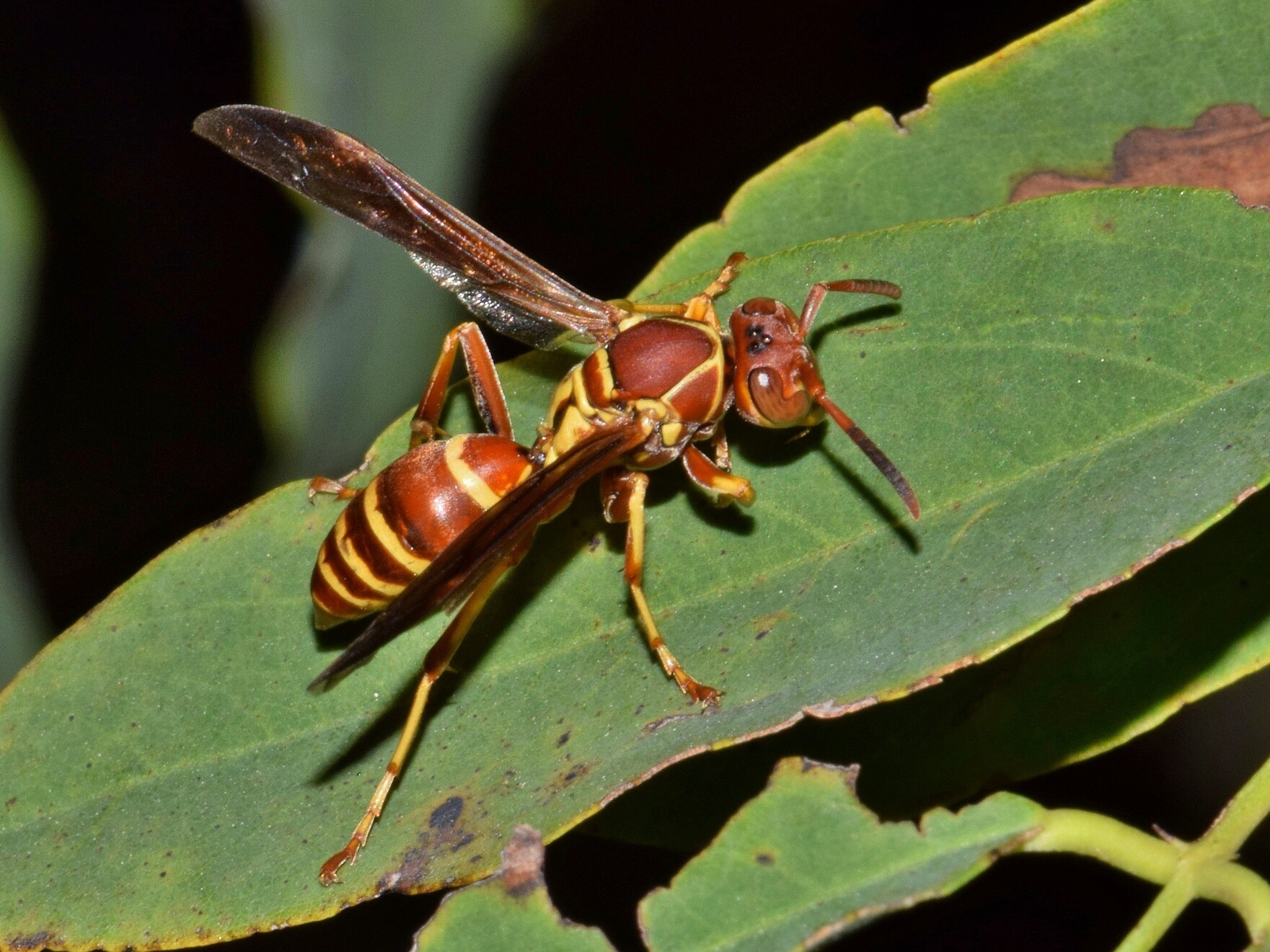 the paper wasp are not as aggressive as a yellow jacket