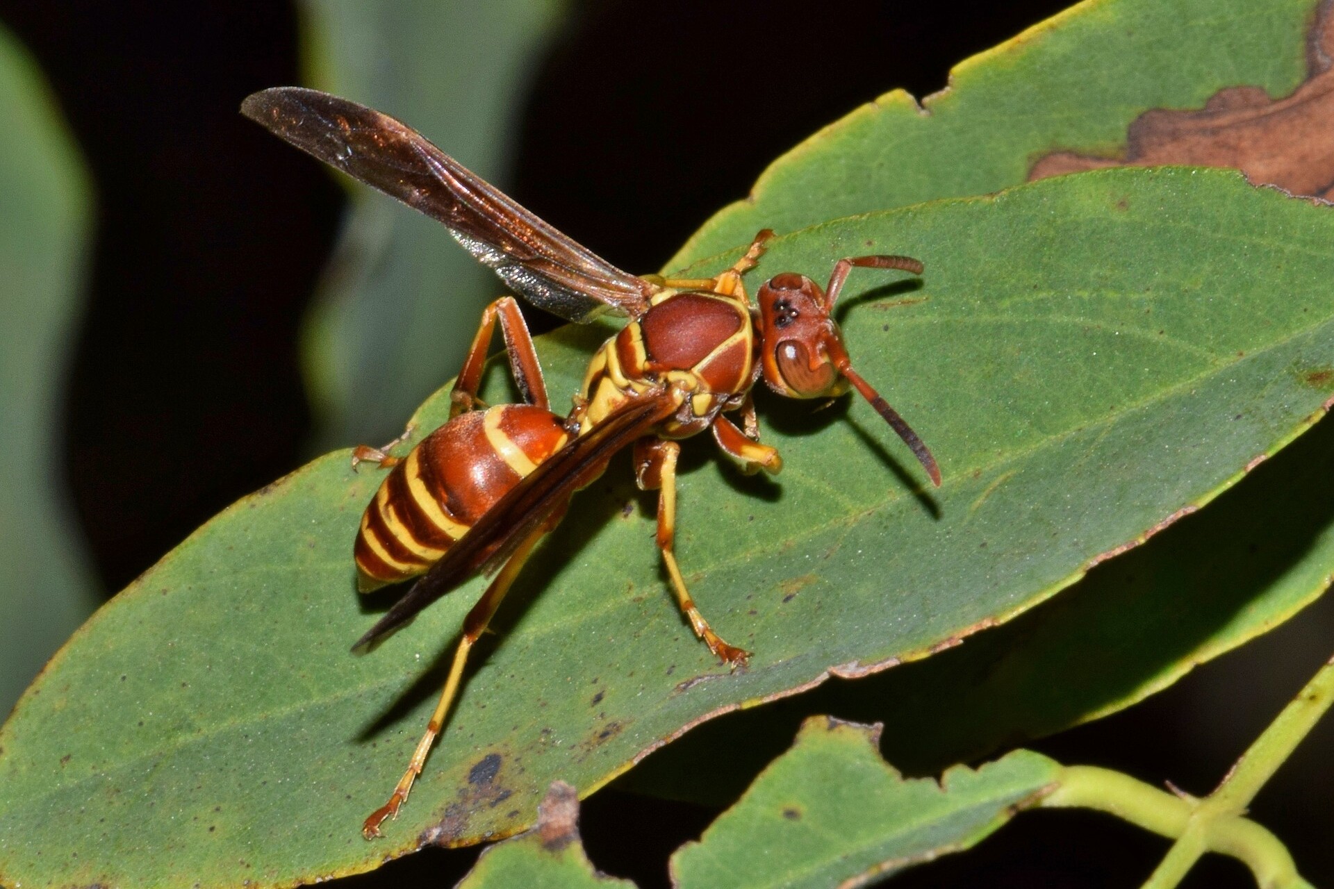 the paper wasp are not as aggressive as a yellow jacket