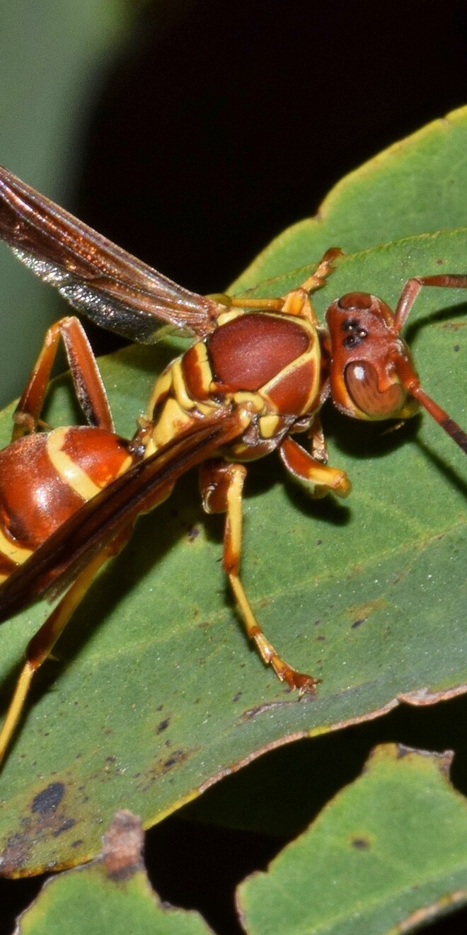 the paper wasp are not as aggressive as a yellow jacket