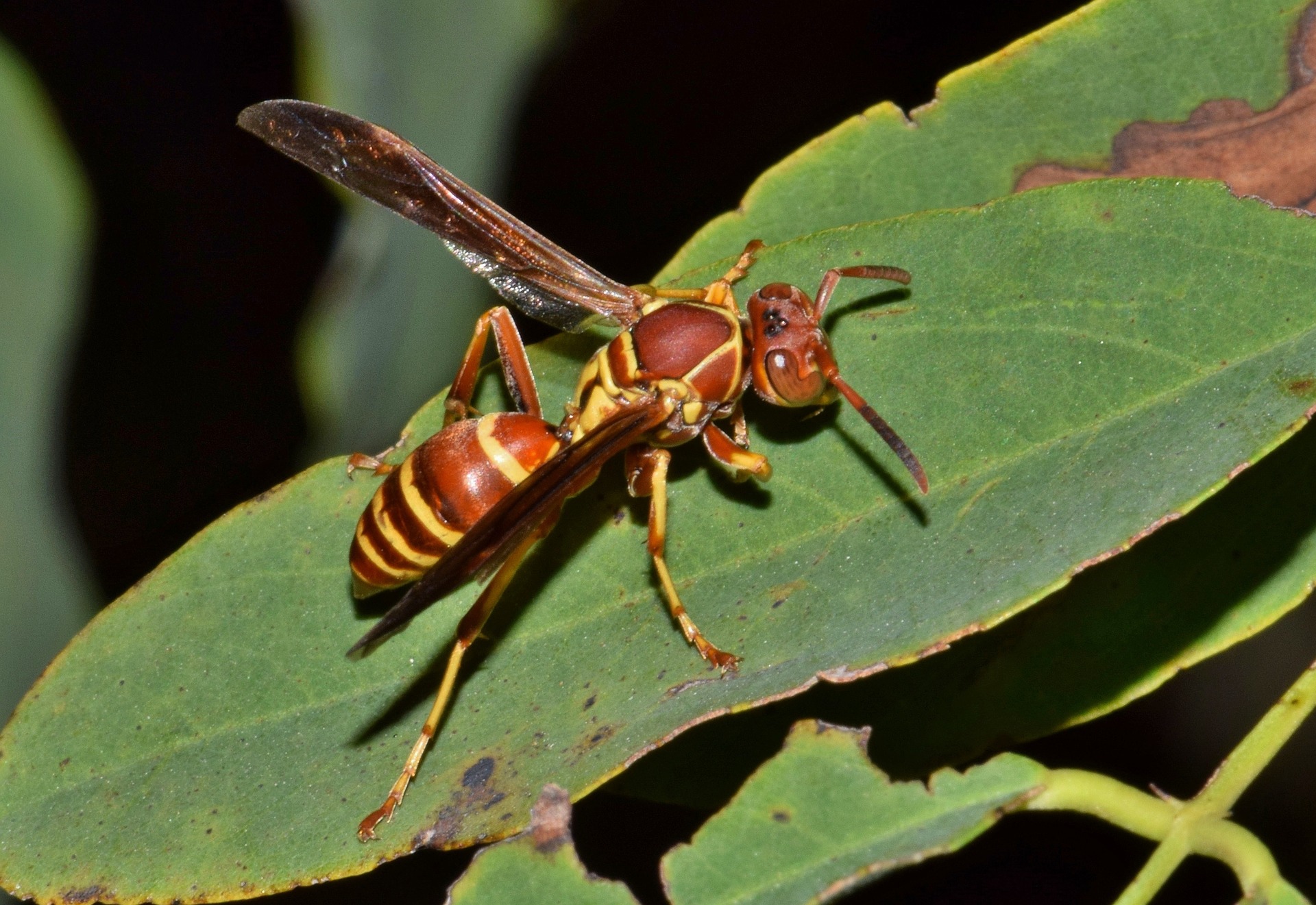 the paper wasp are not as aggressive as a yellow jacket