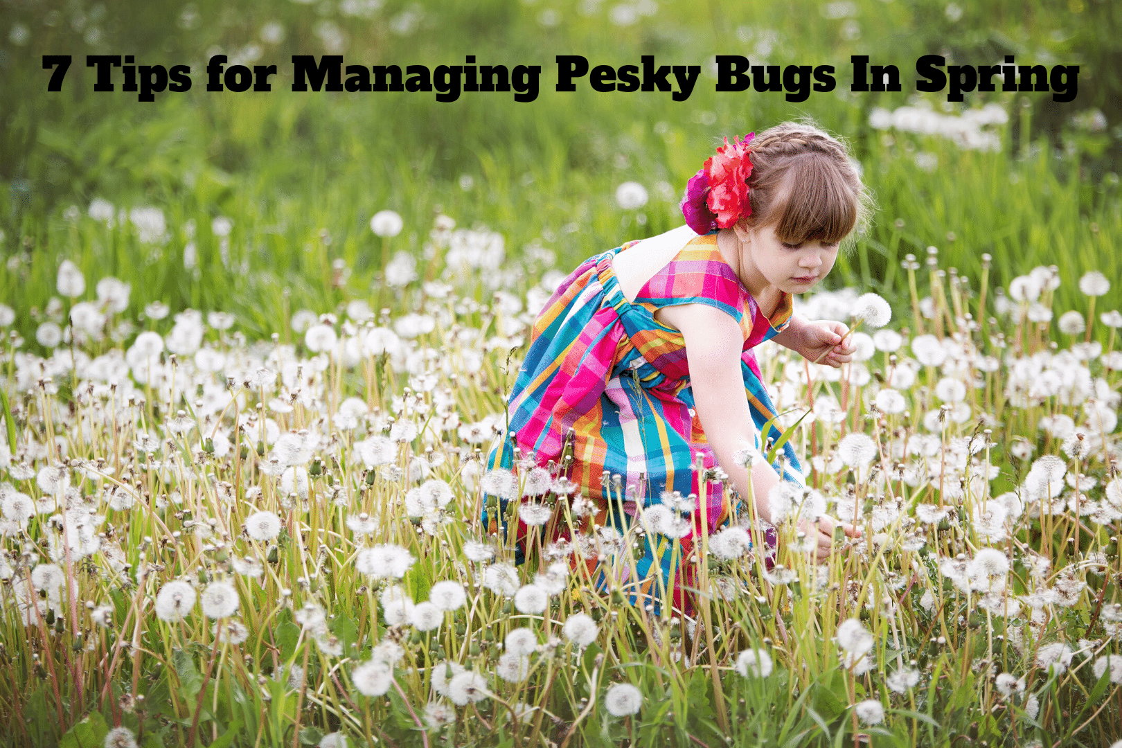 spring is upon us and so are the pesky bugs
