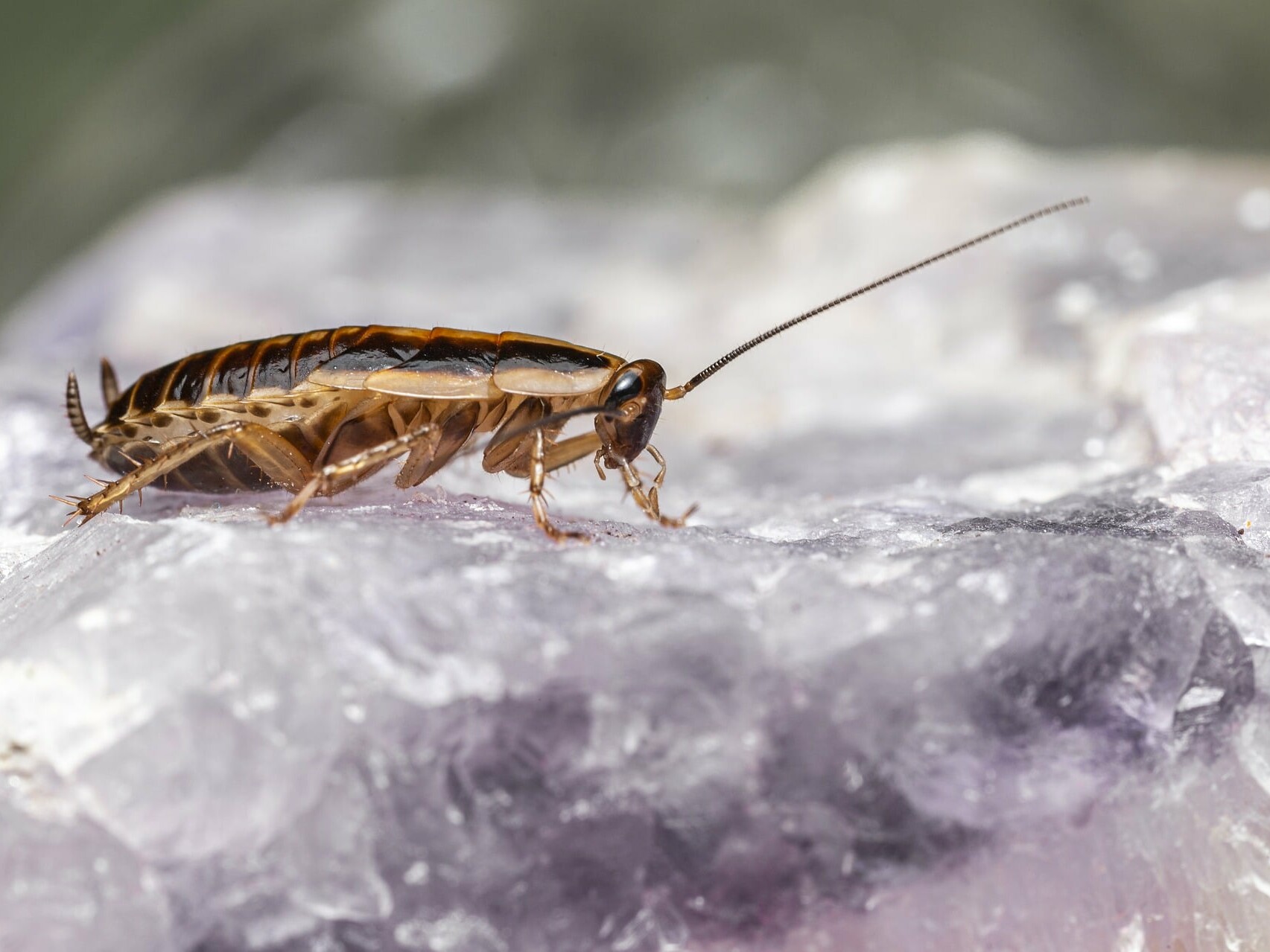 Cockroaches are dangerous, quiet pests.