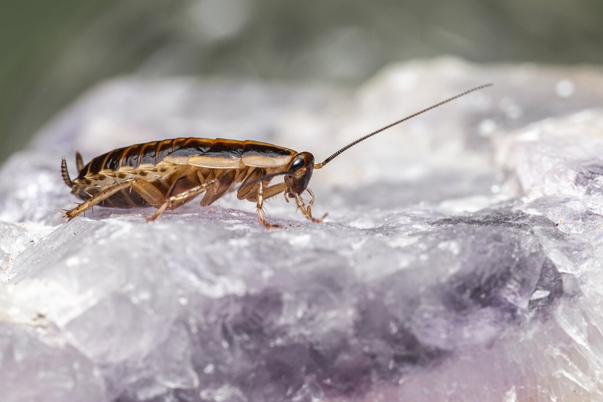 Cockroaches are dangerous, quiet pests.
