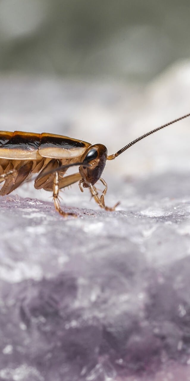 Cockroaches are dangerous, quiet pests.