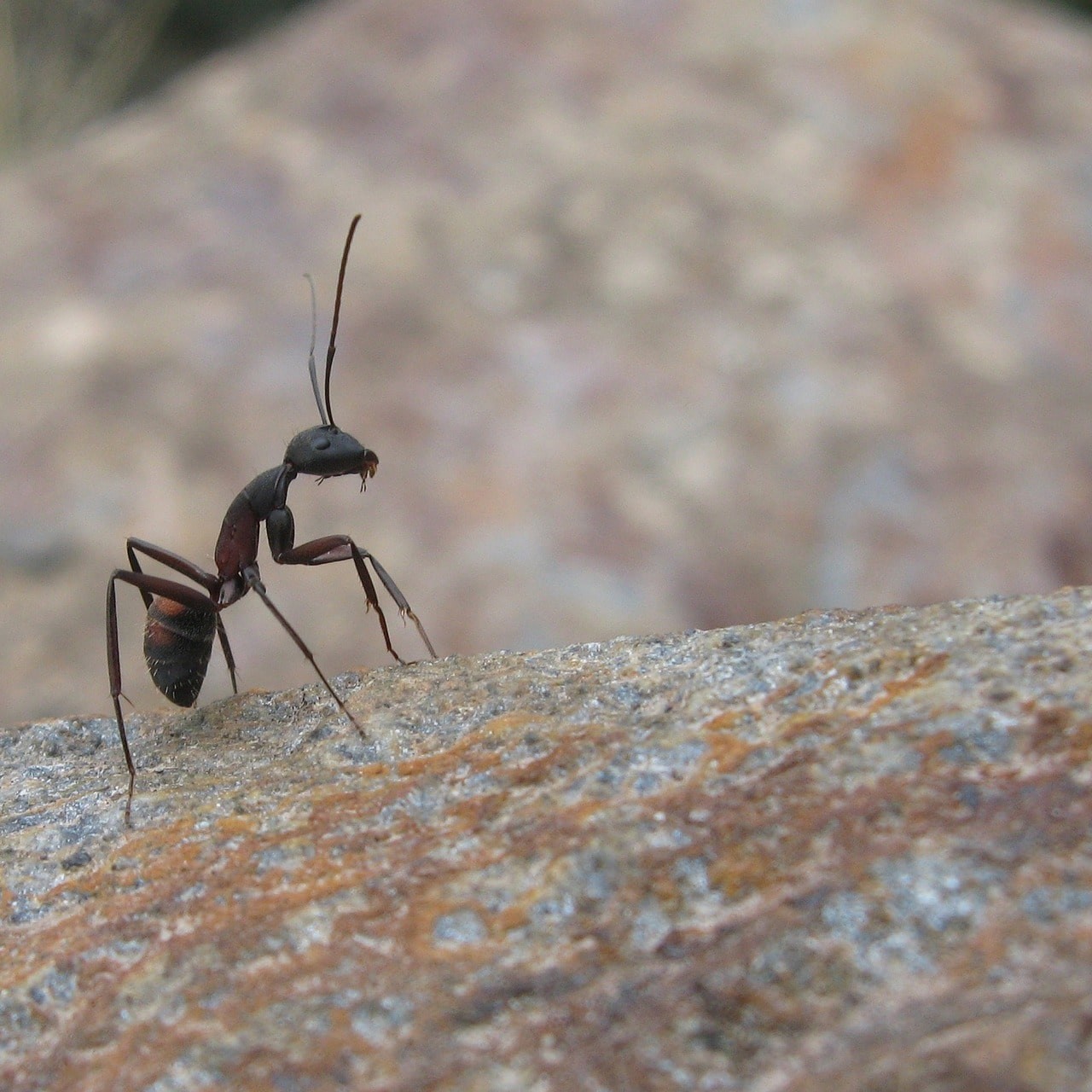 Ant Exterminator: DIY Guide to Methods and Cost