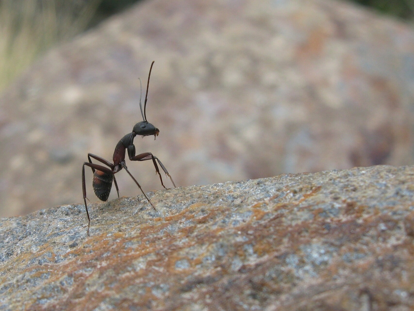 Ant Exterminator: DIY Guide to Methods and Cost