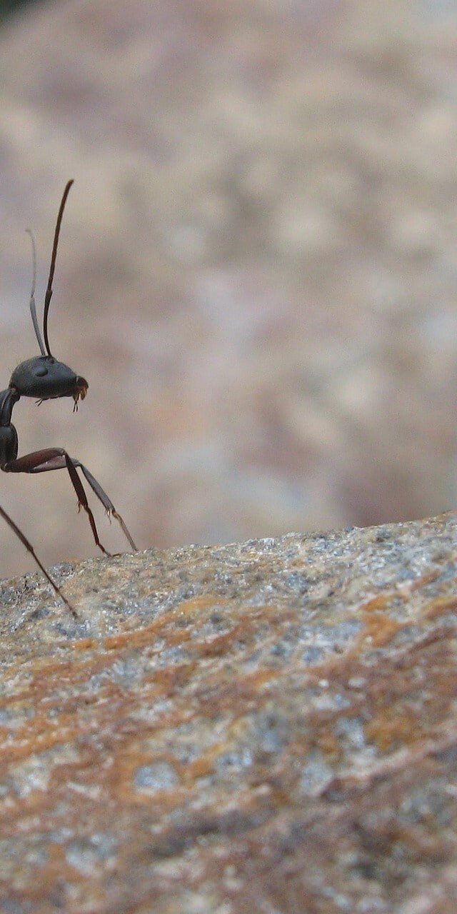 Ant Exterminator: DIY Guide to Methods and Cost