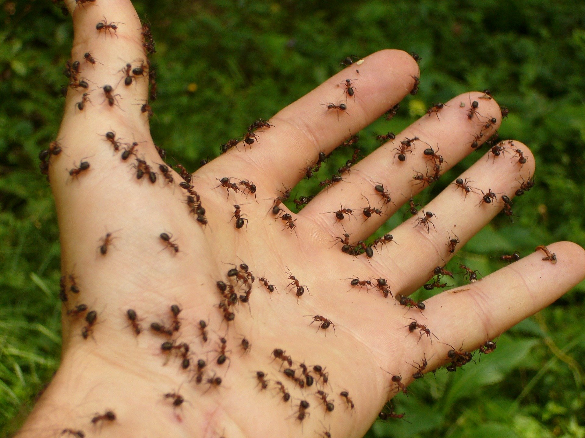 don't let ants ruin your picnic