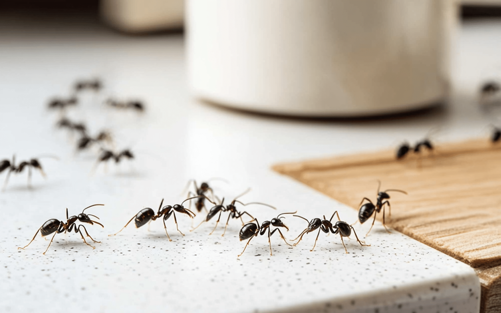 7 Tips to Get Rid of Ants in Your Pennsylvania Kitchen Once and for All-feature
