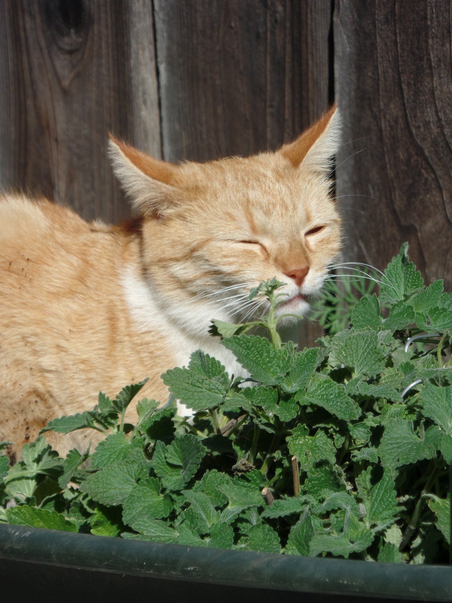 catnipacts as a strong repellent to many bugs like mosquitoes