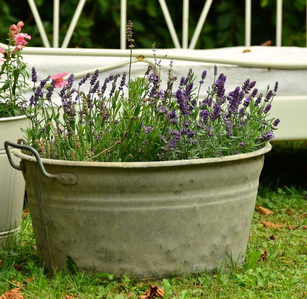 Lavender is a fragrant plant used to keep bugs away