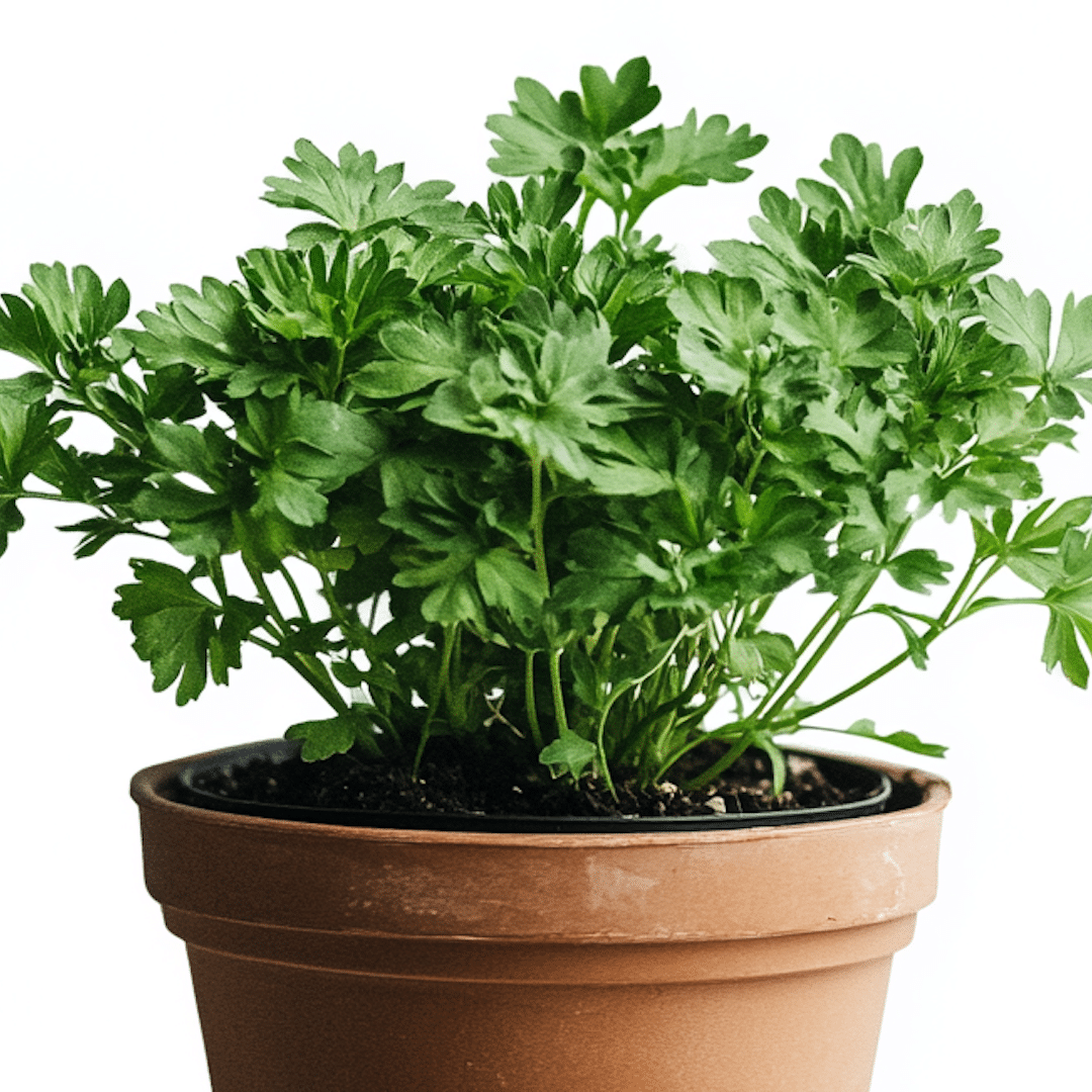 7 Plants Keep Bugs Away from Your Pennsylvania Home