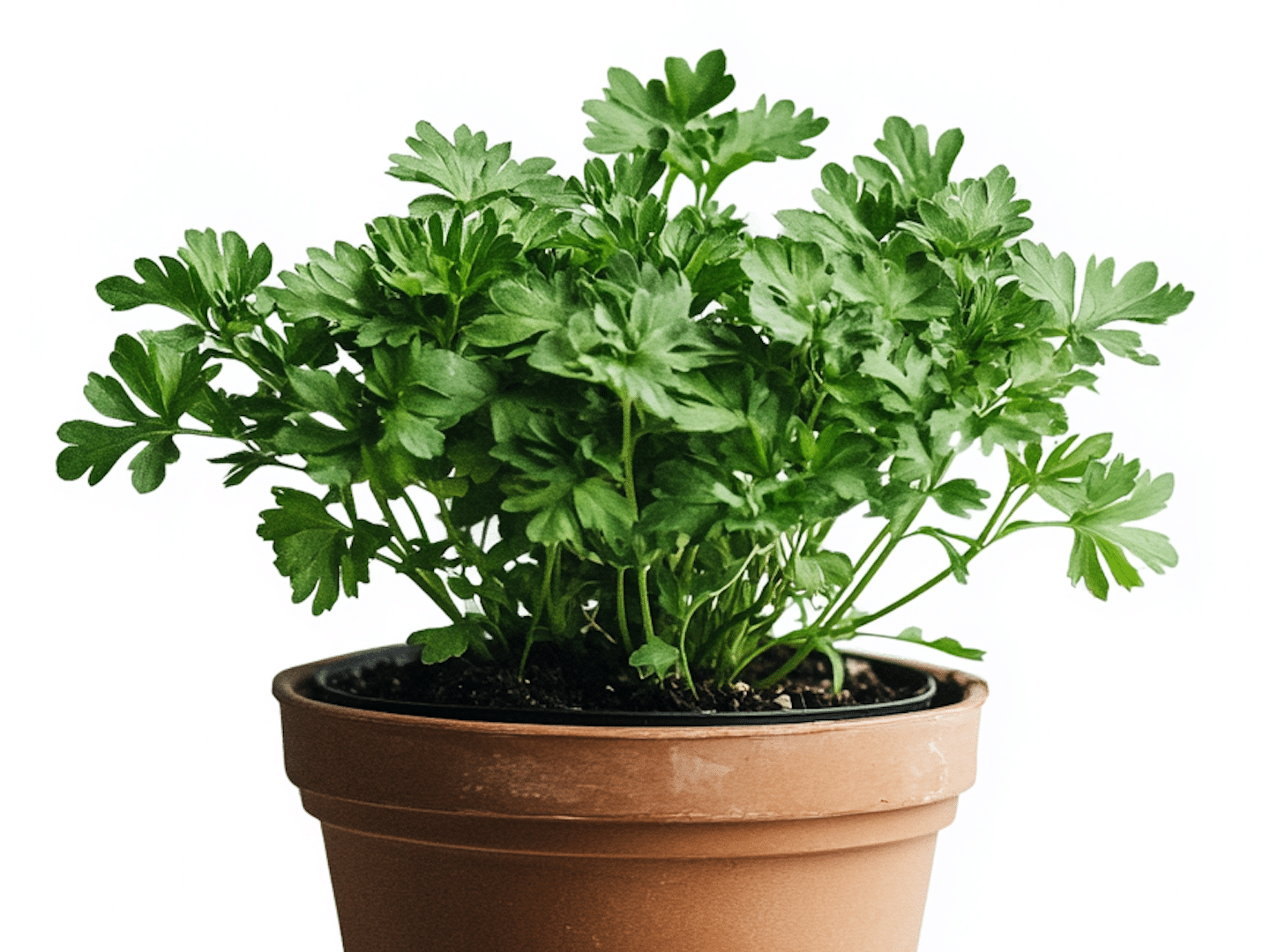 7 Plants Keep Bugs Away from Your Pennsylvania Home