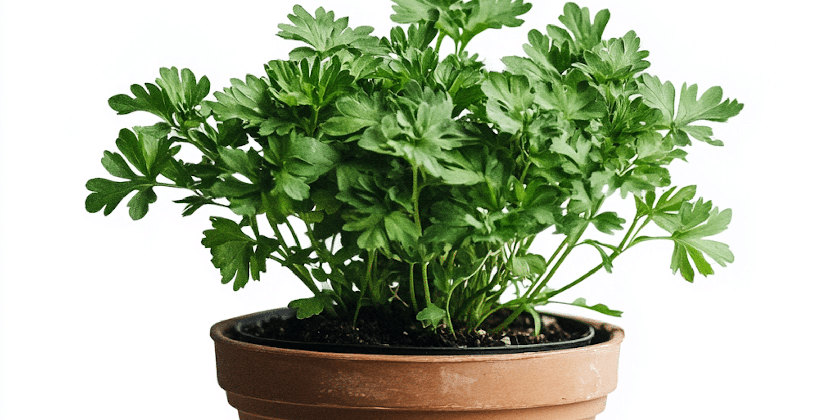 7 Plants Keep Bugs Away from Your Pennsylvania Home