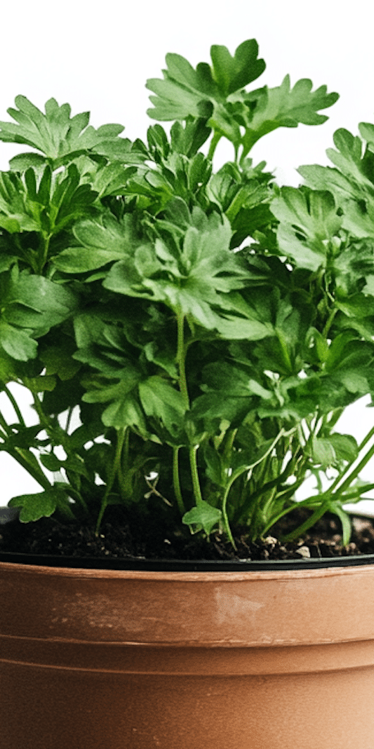 7 Plants Keep Bugs Away from Your Pennsylvania Home