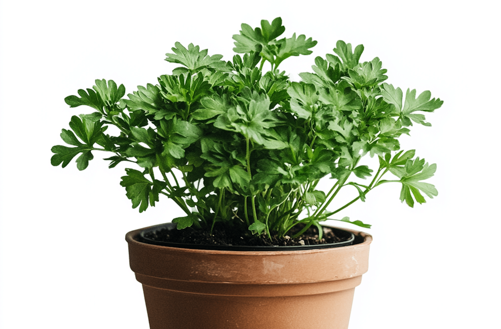 7 Plants Keep Bugs Away from Your Pennsylvania Home