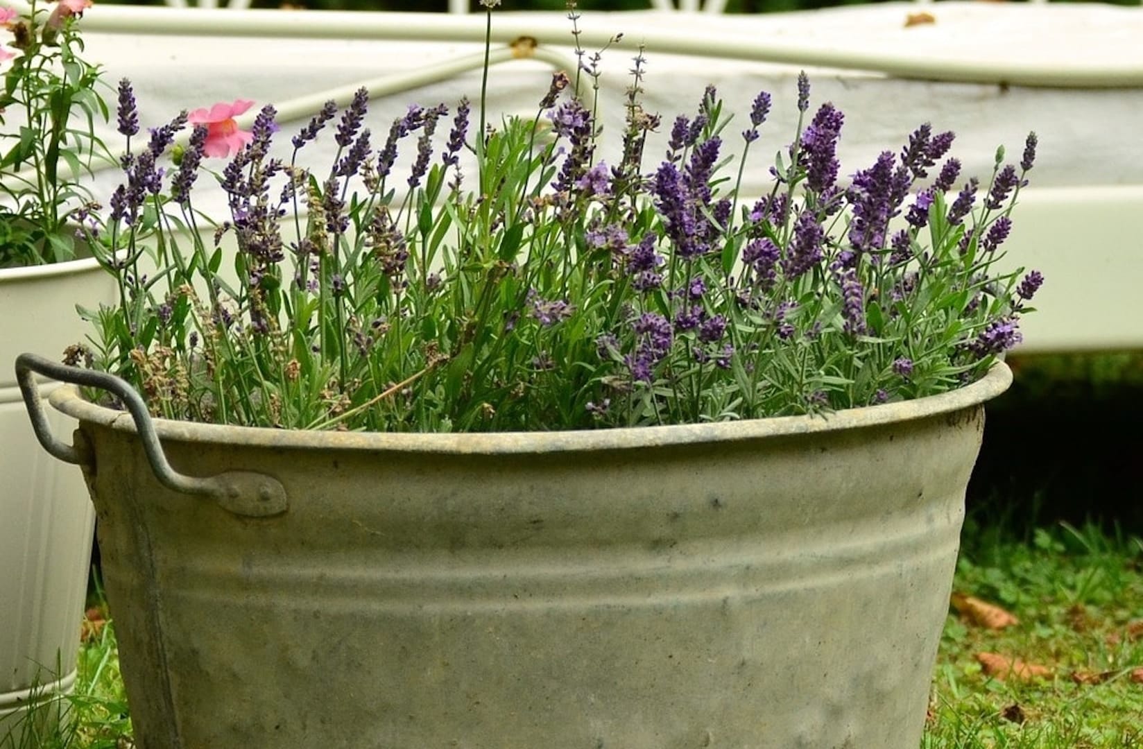 7 Plants Keep Bugs Away from Your Pennsylvania Home