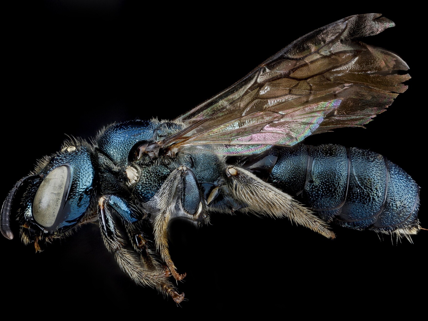 carpenter bees are attracted to unfinished wood