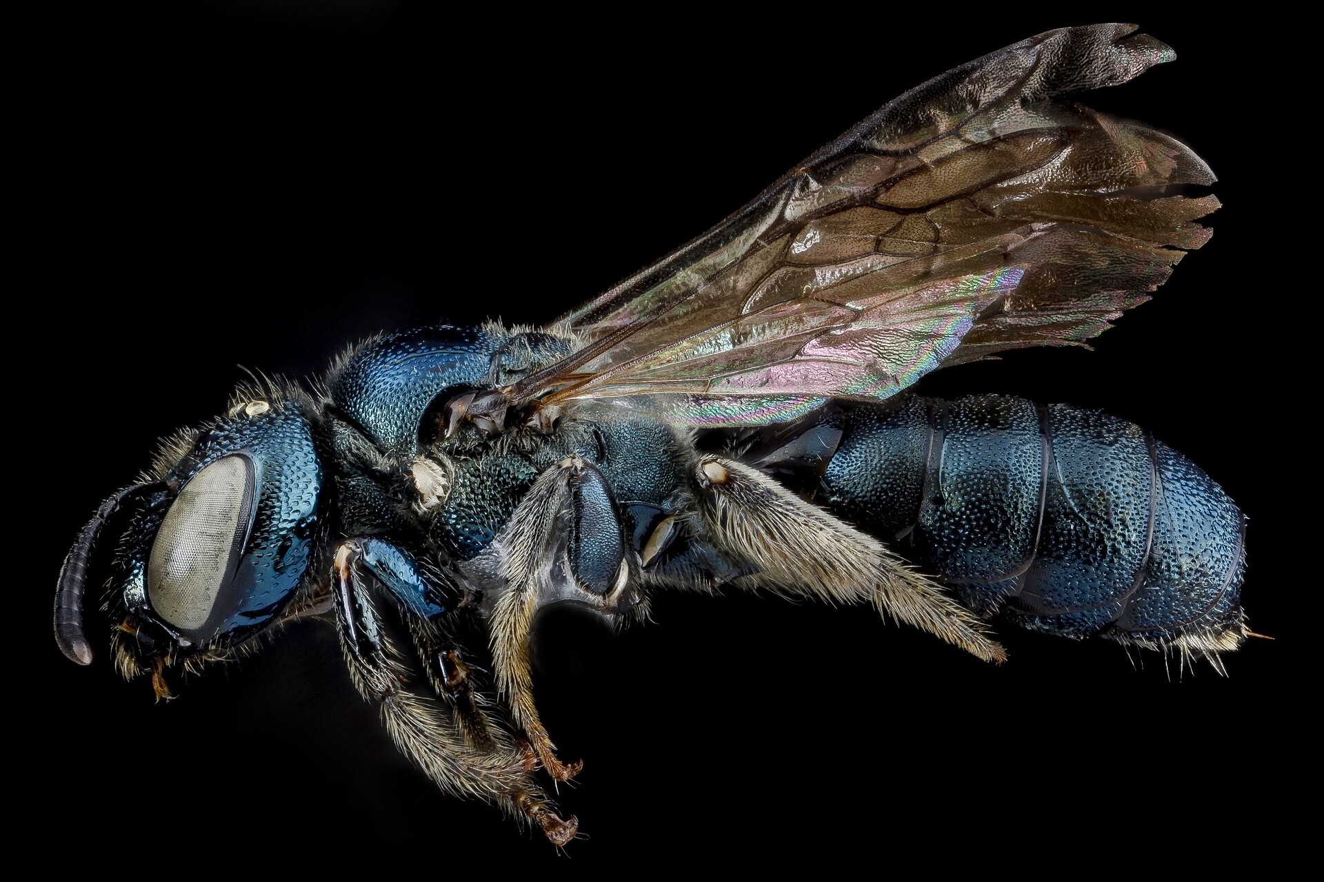 carpenter bees are attracted to unfinished wood