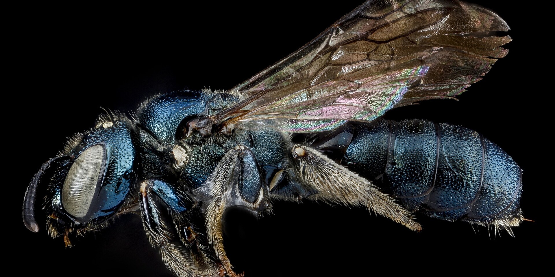 carpenter bees are attracted to unfinished wood