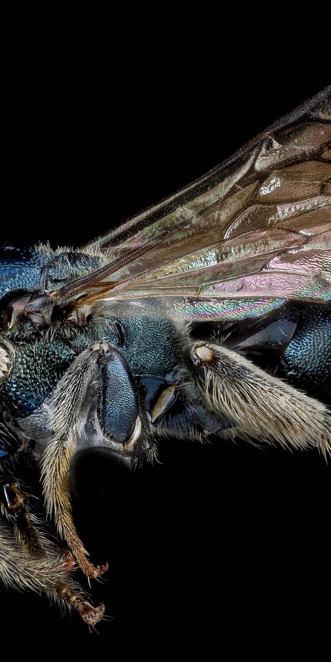carpenter bees are attracted to unfinished wood