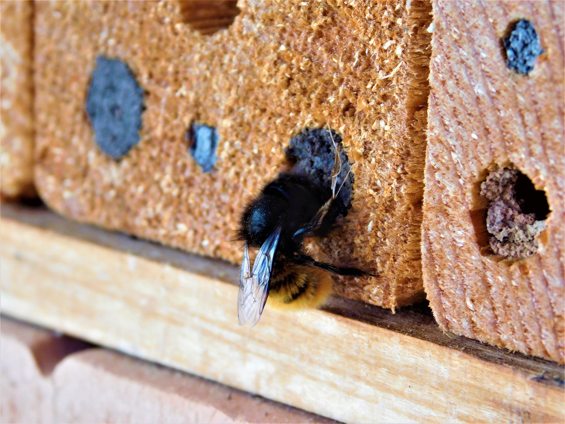 carpenter bees leave gaping holes that make wood decay faster