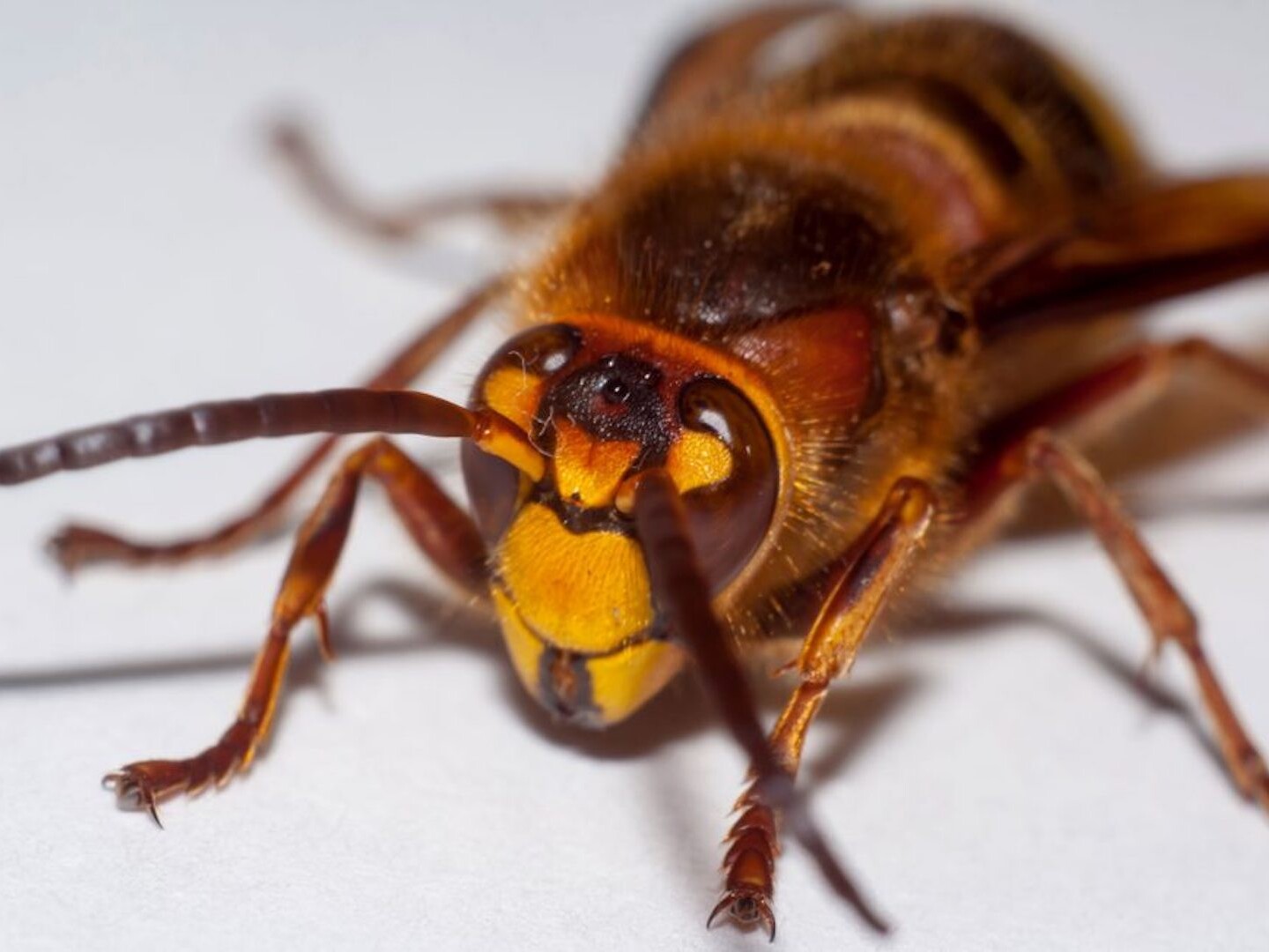 Cicada Killer Wasps in Pennsylvania: Are They a Threat?