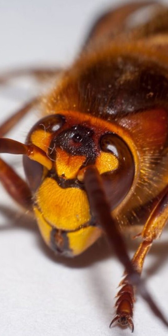 Cicada Killer Wasps in Pennsylvania: Are They a Threat?