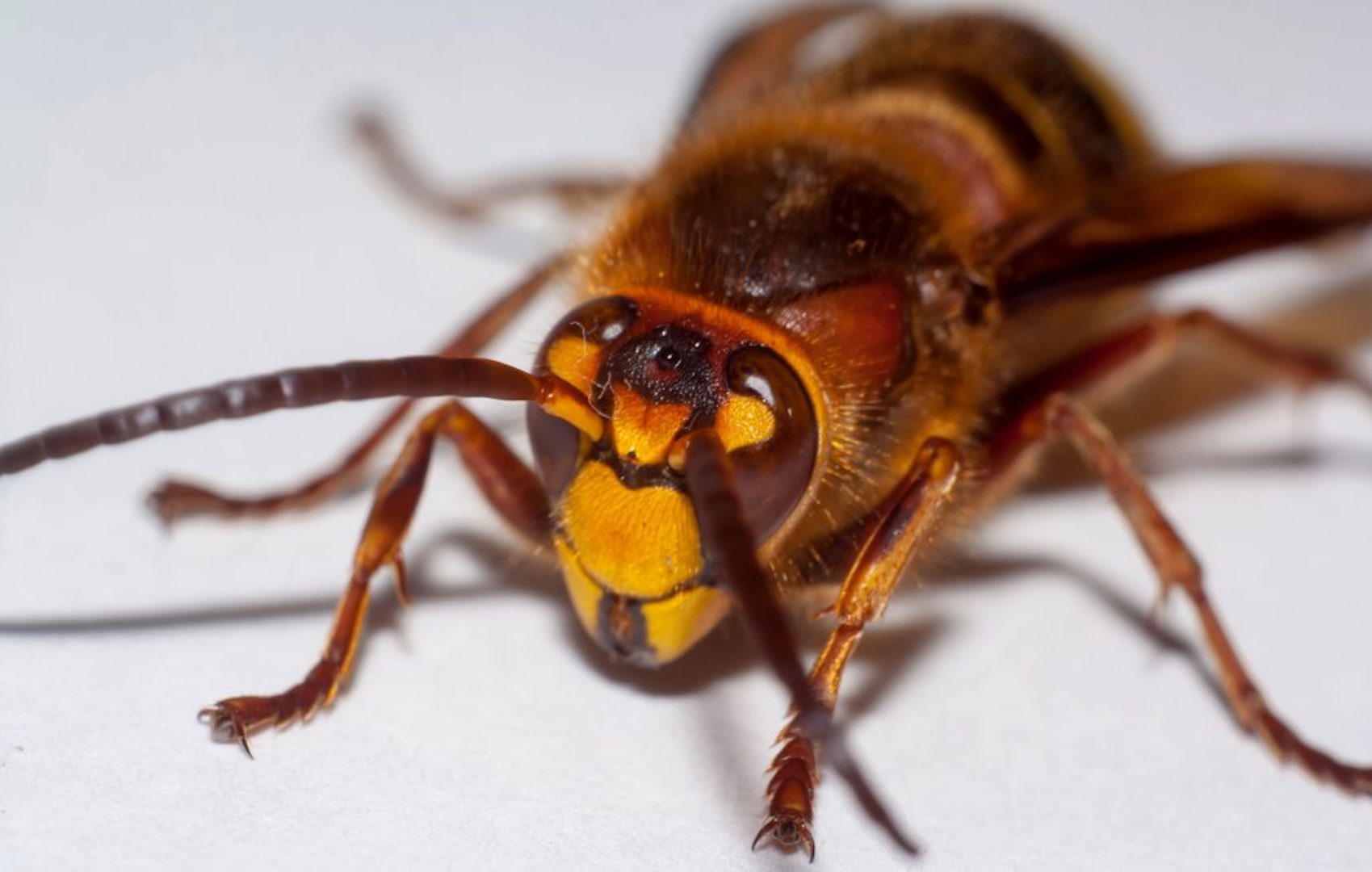 Cicada Killer Wasps in Pennsylvania: Are They a Threat?