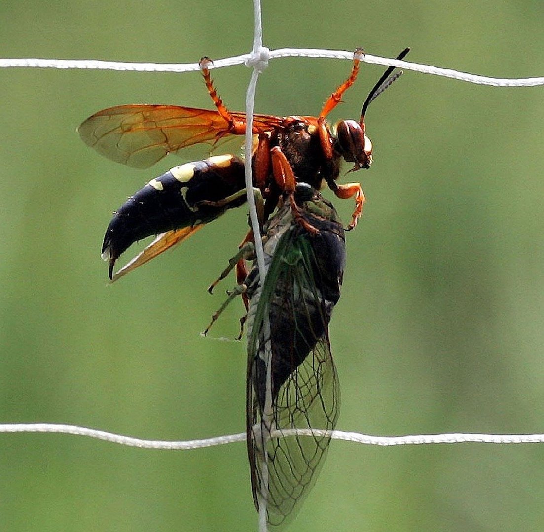 Cicada Killer Wasps in Pennsylvania: Are They a Threat?