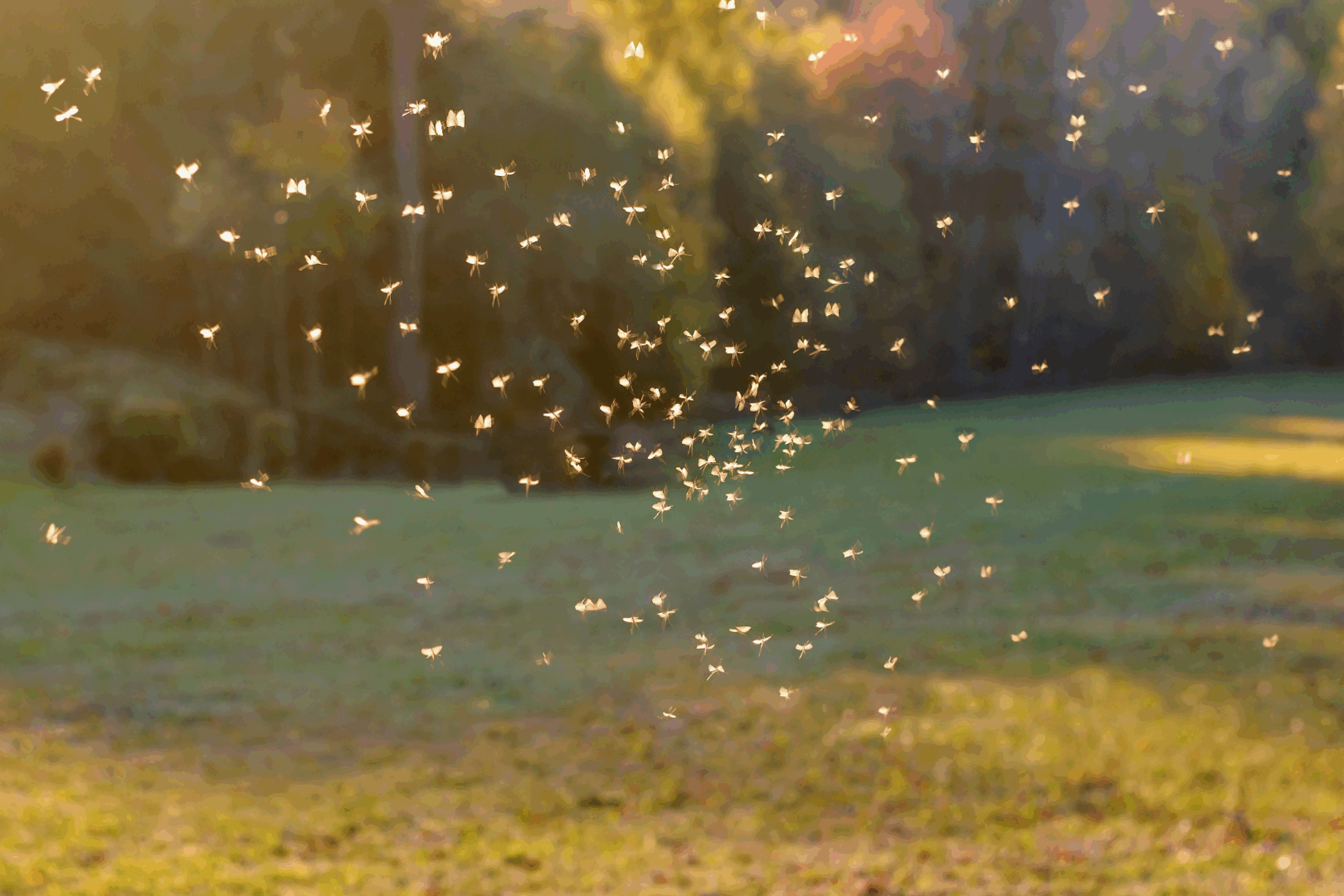 Gnats are one of the most ubiquitous and annoying bugs