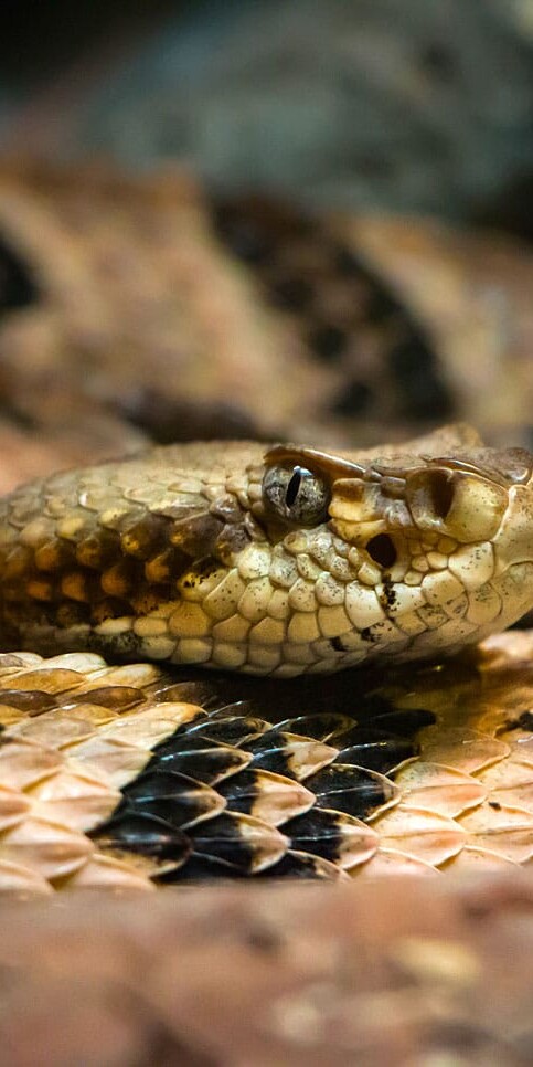 Snakes prefer areas that are dark, quiet, and have a food source close by
