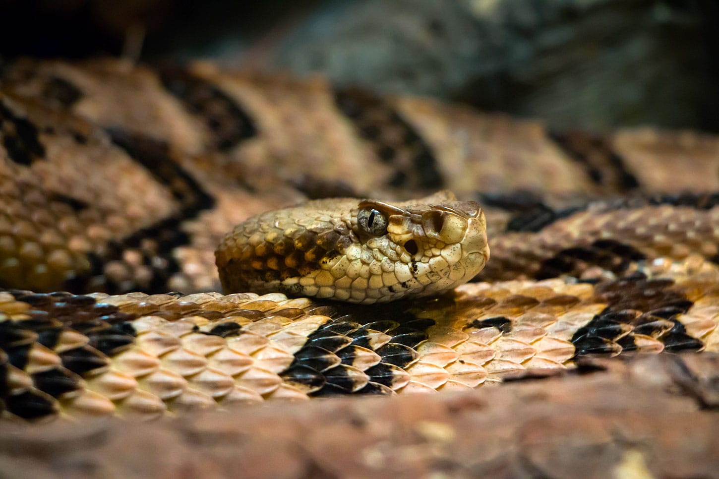 Snakes prefer areas that are dark, quiet, and have a food source close by