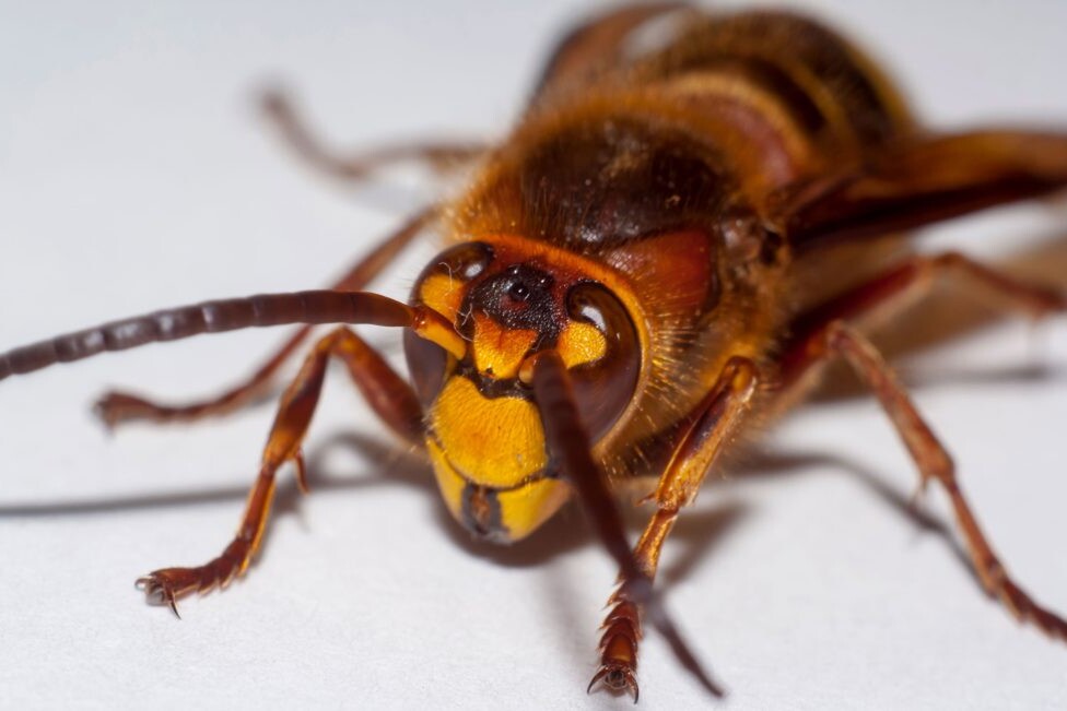 Cicada Killer Wasp Facts: Questions You Want Answered