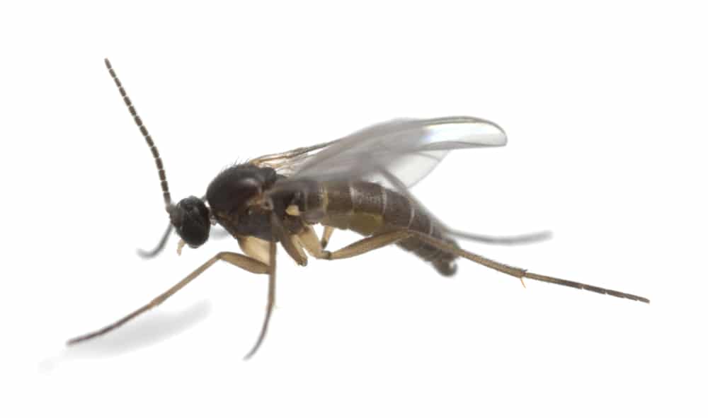 Top 7 Ways to Repel Gnats: Take Back Your Yard