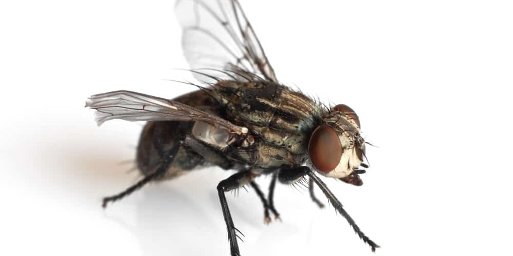 Tiny, plentiful, and annoying, black flies can be quite a nuisance.